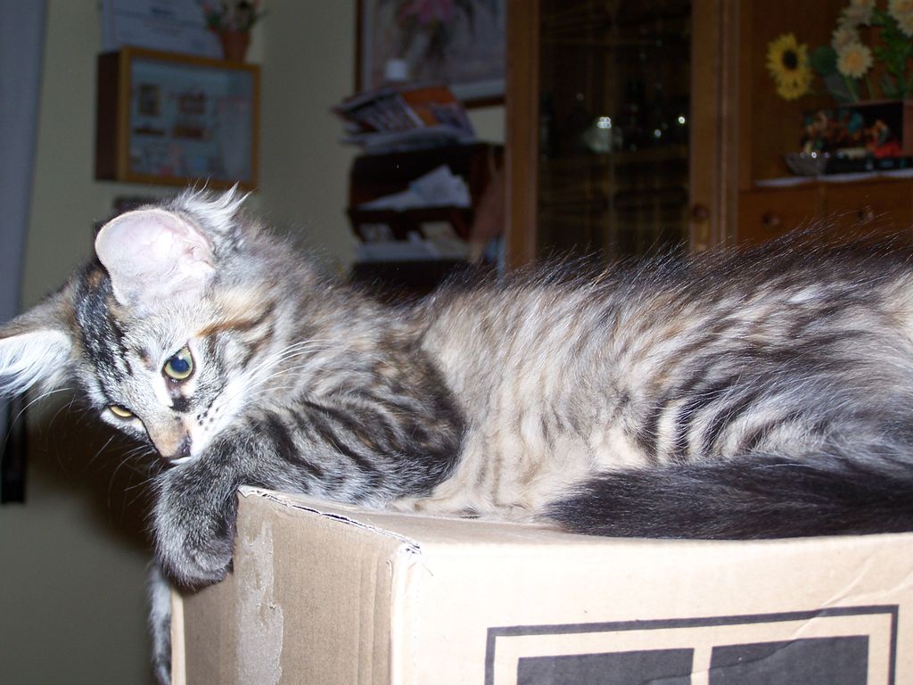 Gatti Norvegesi - cuccioli