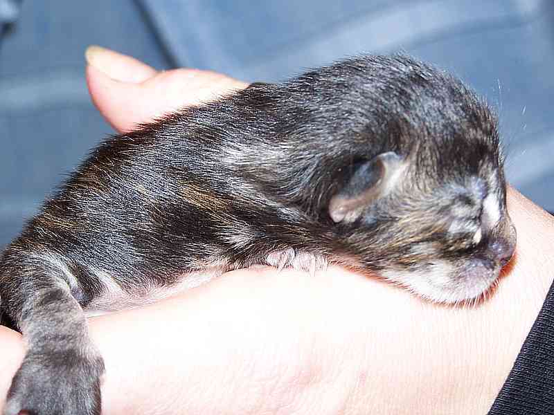 Gatti Norvegesi - cuccioli