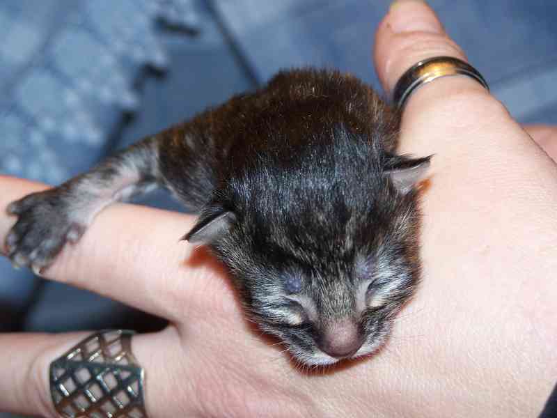 Gatti Norvegesi - cuccioli