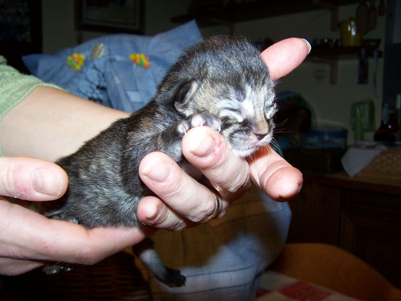Gatti Norvegesi - cuccioli