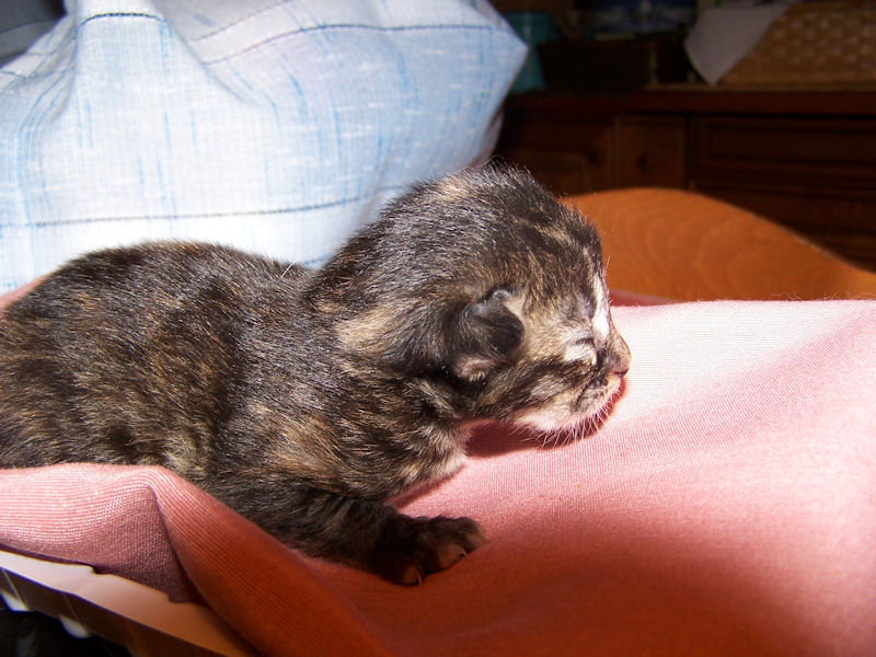 Gatti Norvegesi - cuccioli