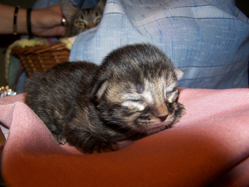 Gatti Norvegesi - cuccioli