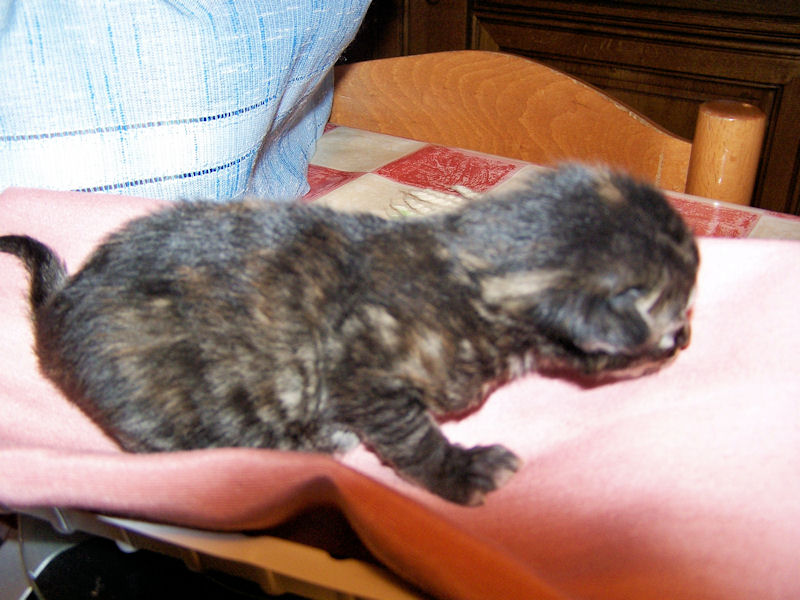 Gatti Norvegesi - cuccioli