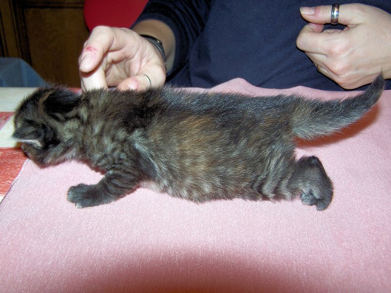 Gatti Norvegesi - cuccioli