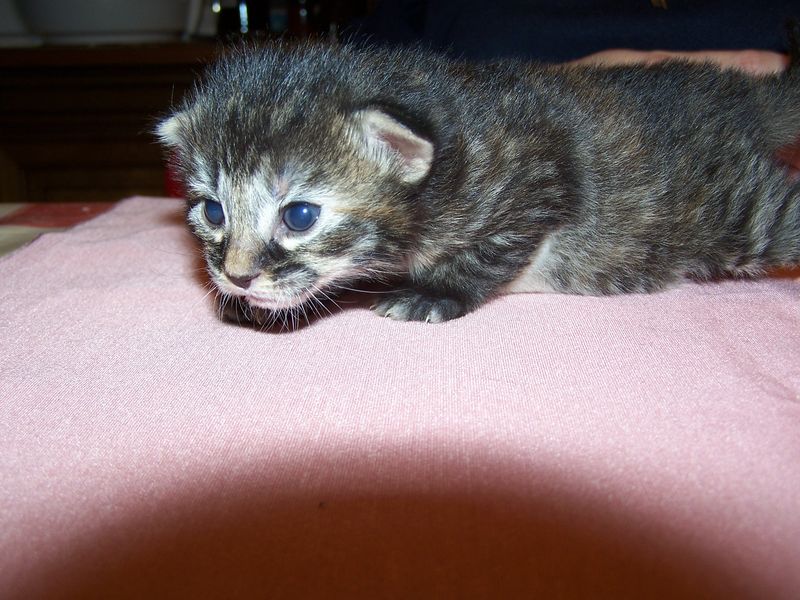 Gatti Norvegesi - cuccioli