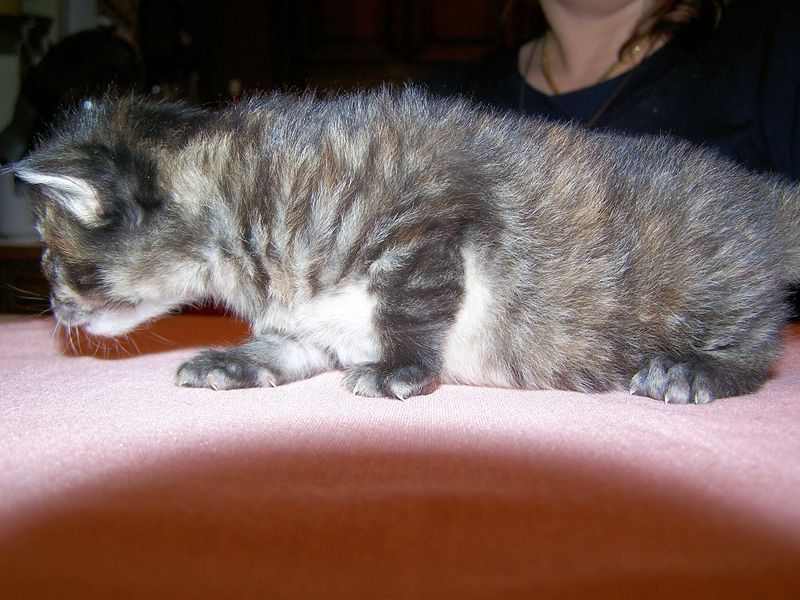 Gatti Norvegesi - cuccioli