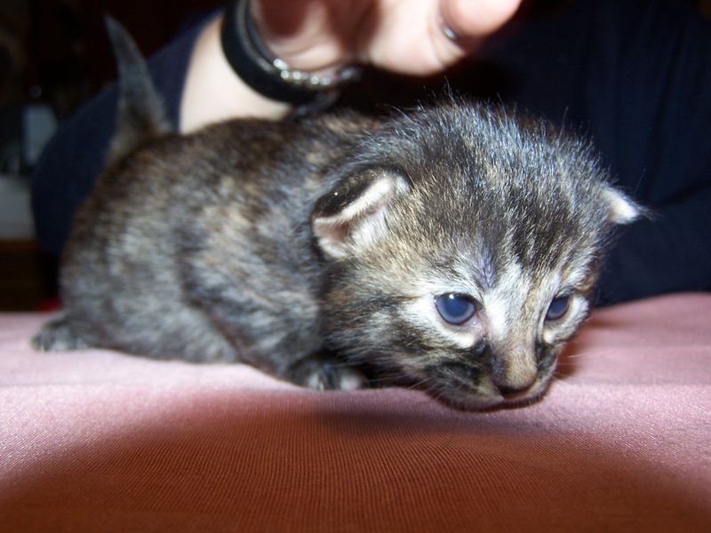 Gatti Norvegesi - cuccioli