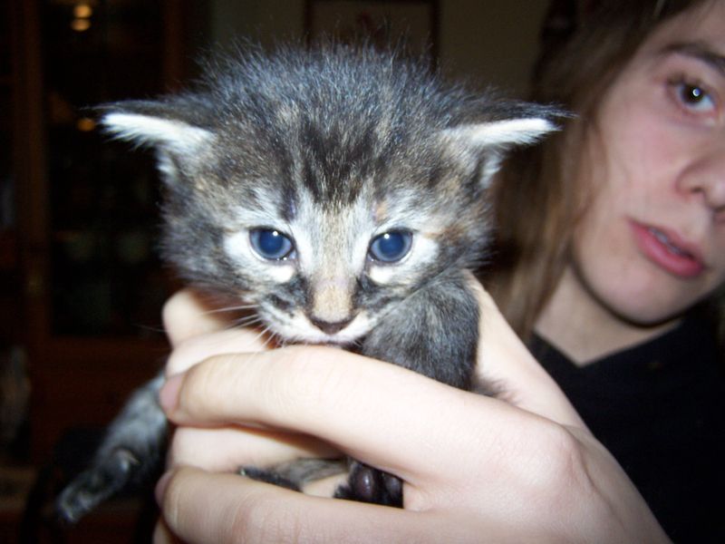 Gatti Norvegesi - cuccioli