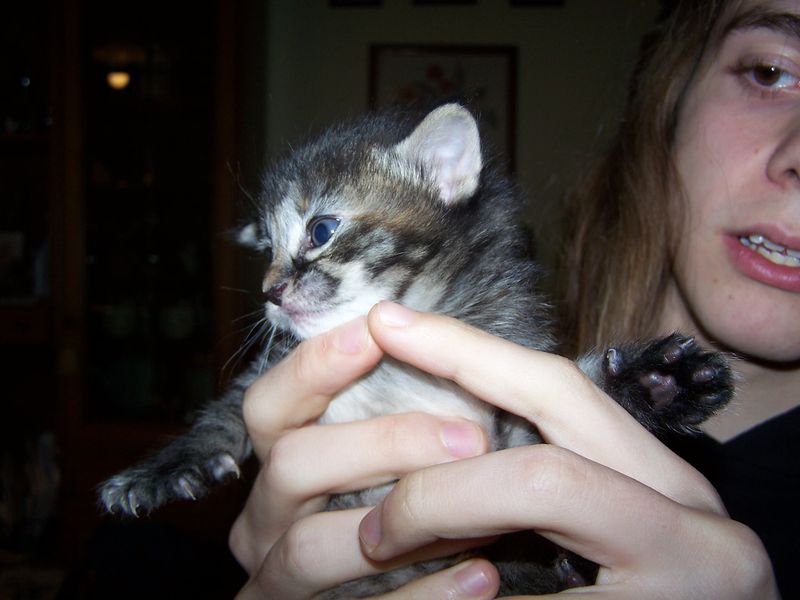 Gatti Norvegesi - cuccioli
