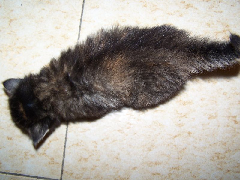 Gatti Norvegesi - cuccioli