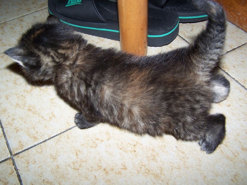 Gatti Norvegesi - cuccioli