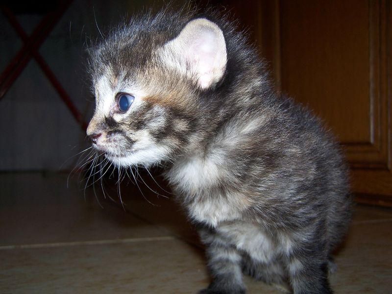 Gatti Norvegesi - cuccioli