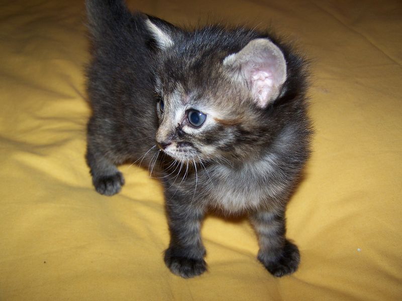 Gatti Norvegesi - cuccioli