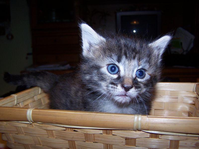 Gatti Norvegesi - cuccioli
