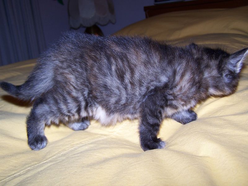 Gatti Norvegesi - cuccioli