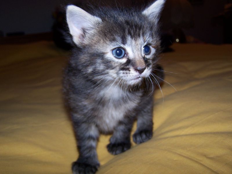Gatti Norvegesi - cuccioli