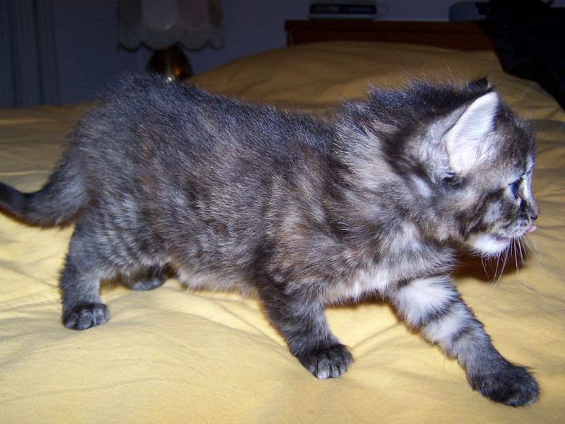 Gatti Norvegesi - cuccioli