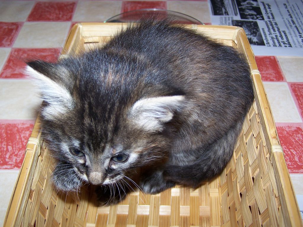 Gatti Norvegesi - cuccioli