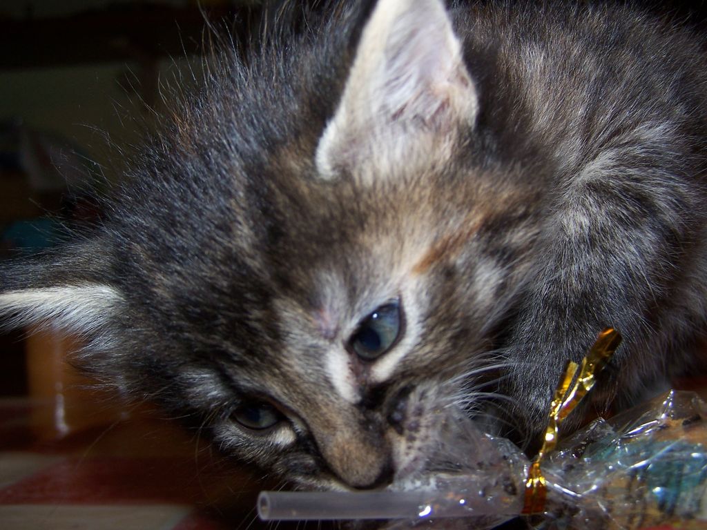 Gatti Norvegesi - cuccioli