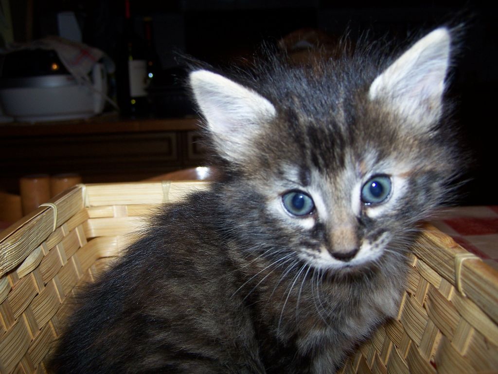 Gatti Norvegesi - cuccioli