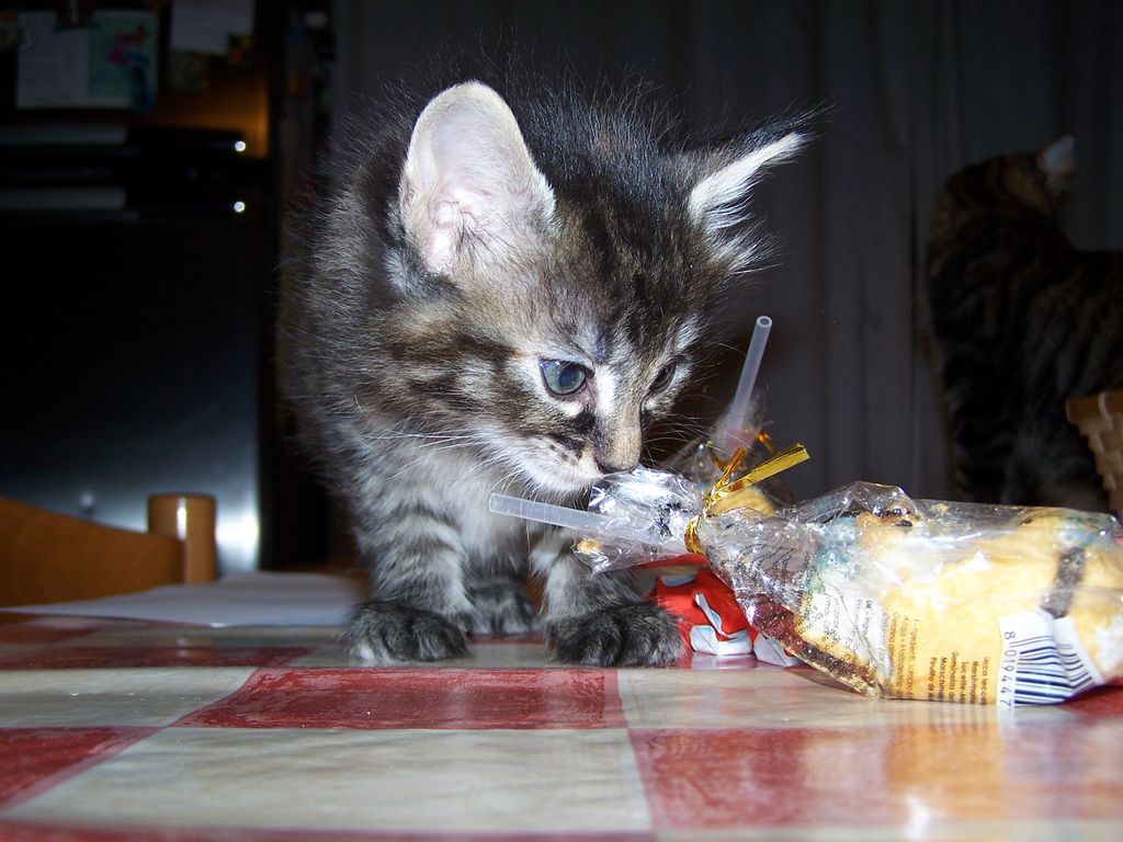 Gatti Norvegesi - cuccioli
