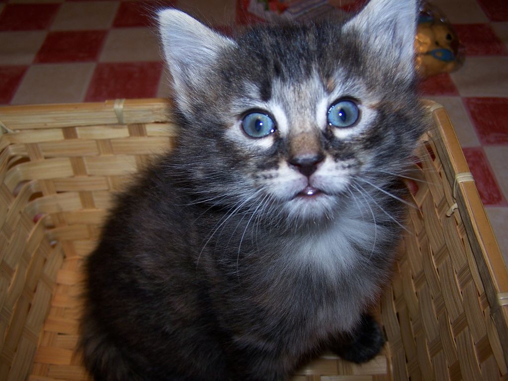 Gatti Norvegesi - cuccioli