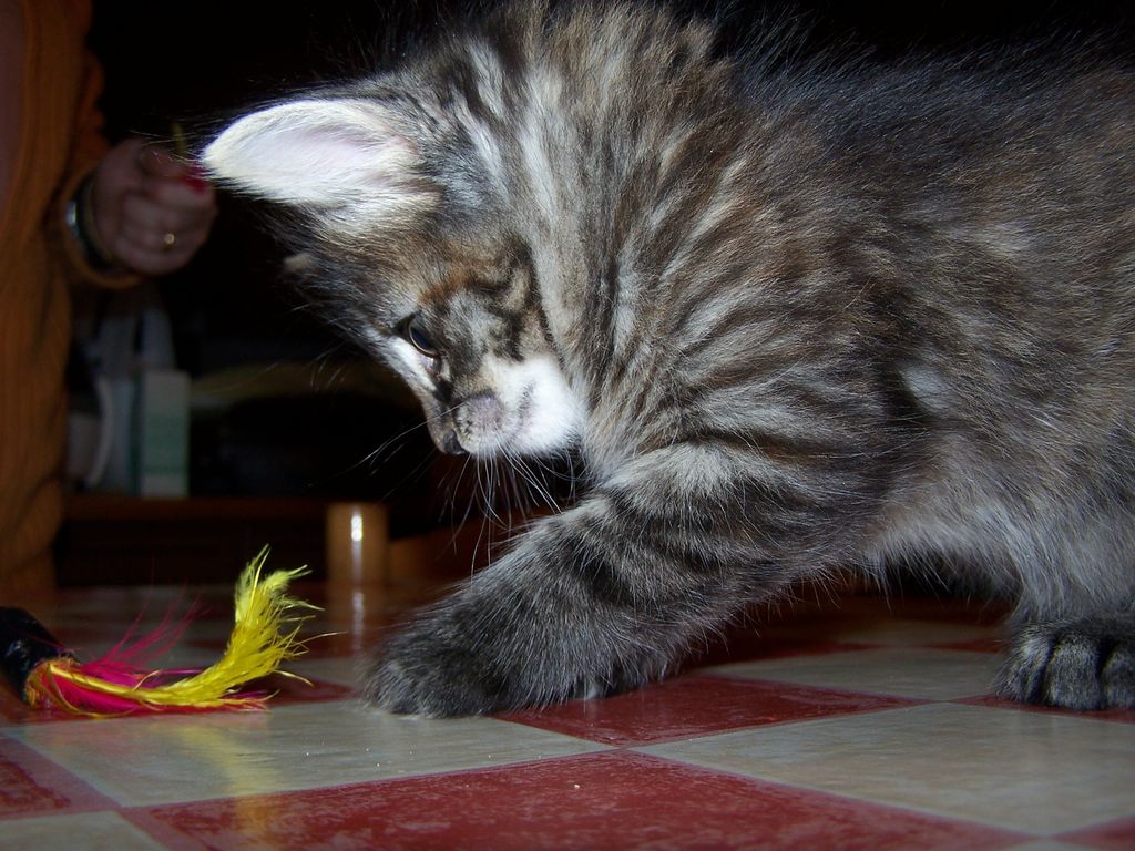 Gatti Norvegesi - cuccioli