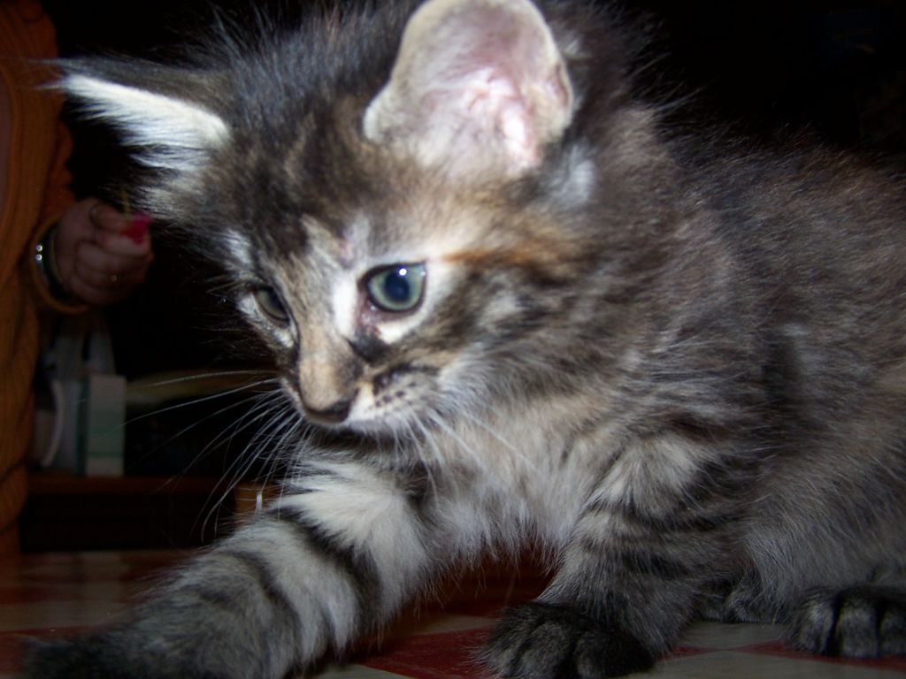 Gatti Norvegesi - cuccioli