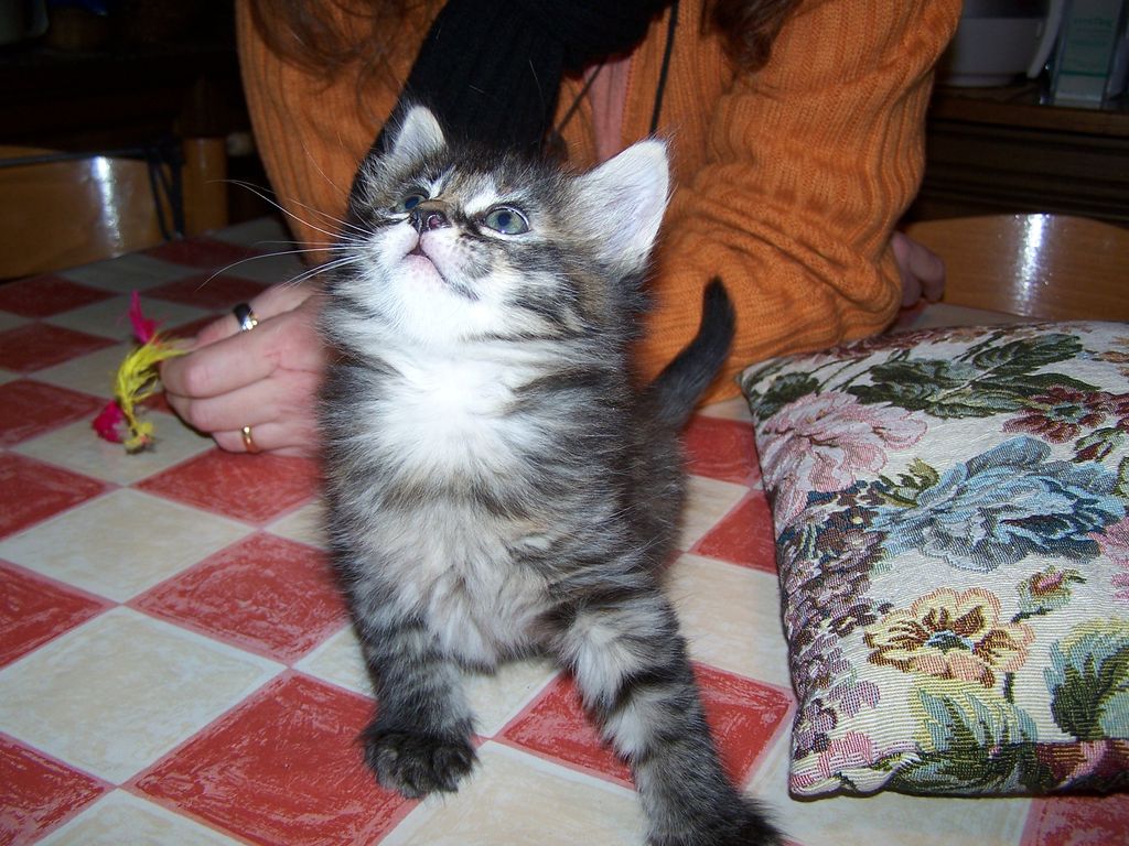 Gatti Norvegesi - cuccioli