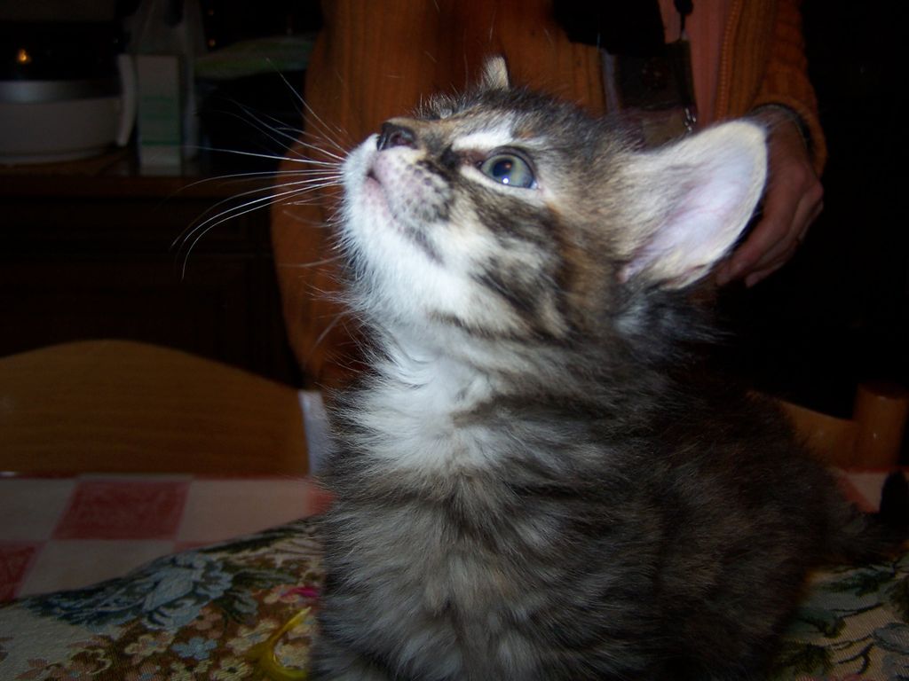 Gatti Norvegesi - cuccioli