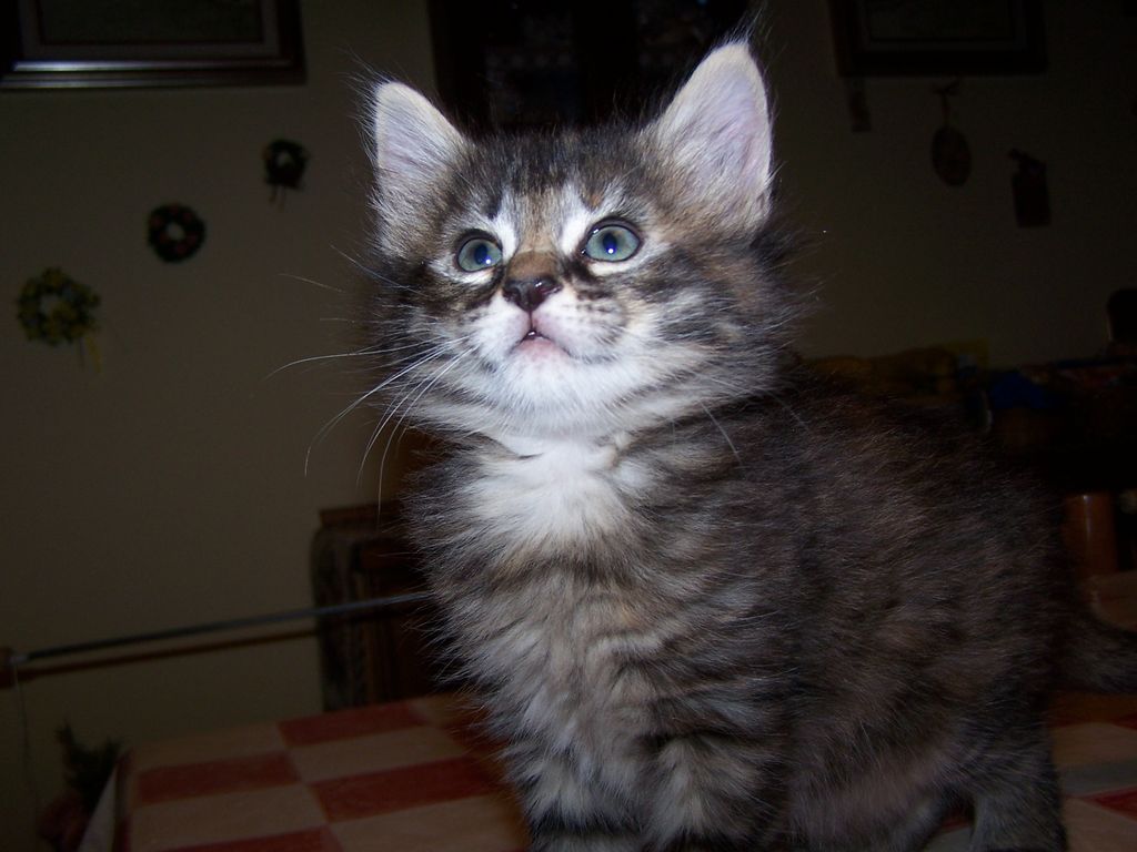 Gatti Norvegesi - cuccioli