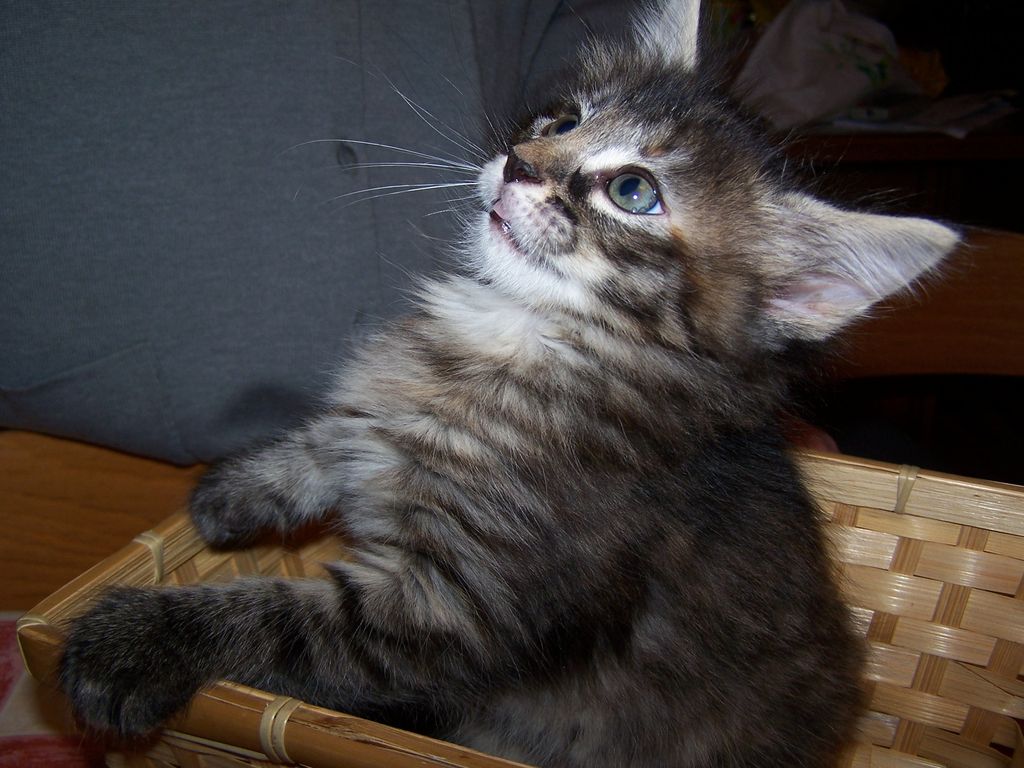 Gatti Norvegesi - cuccioli