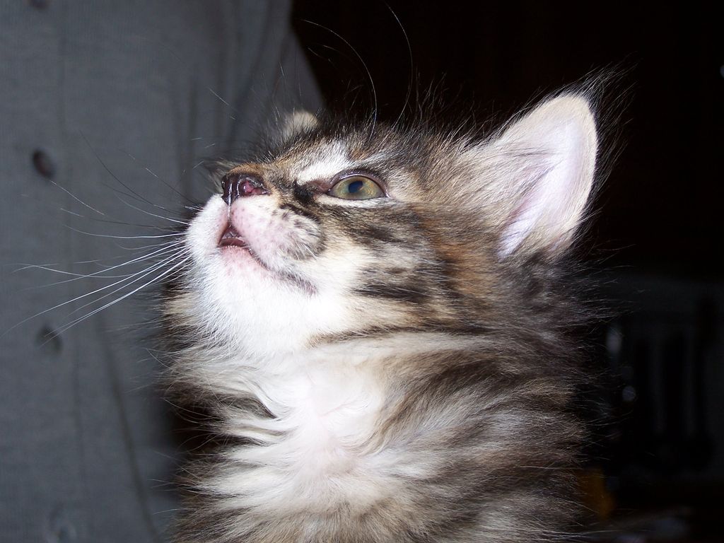 Gatti Norvegesi - cuccioli