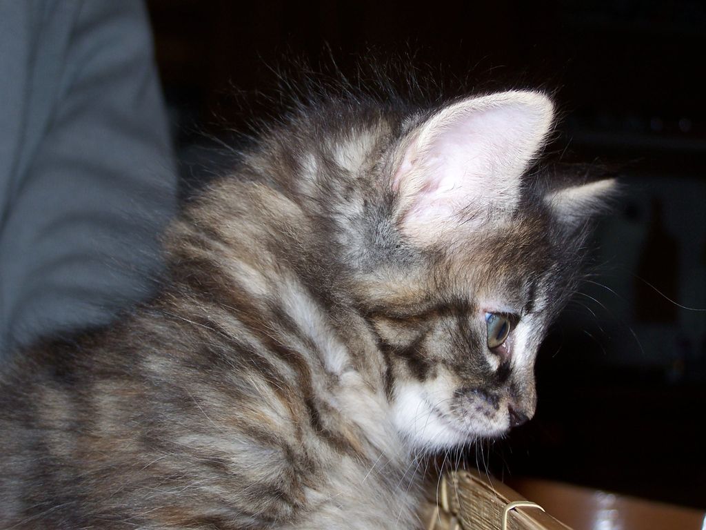 Gatti Norvegesi - cuccioli