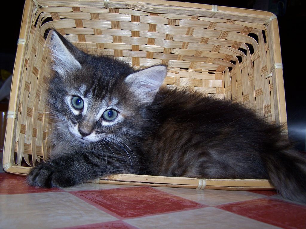 Gatti Norvegesi - cuccioli