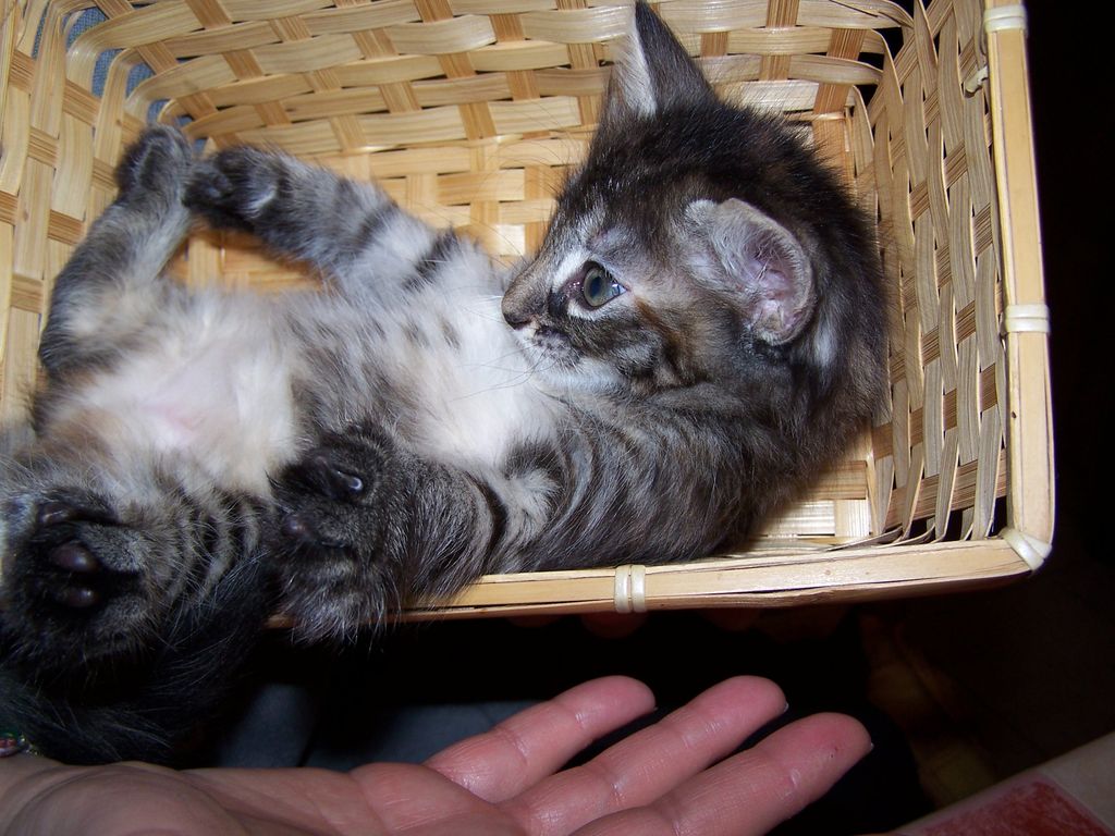 Gatti Norvegesi - cuccioli