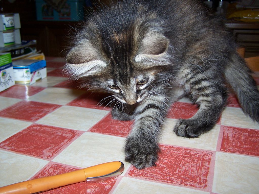 Gatti Norvegesi - cuccioli