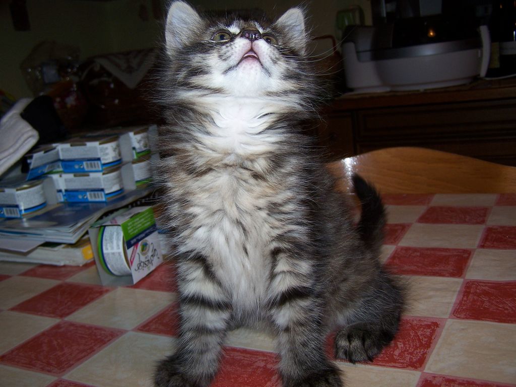 Gatti Norvegesi - cuccioli