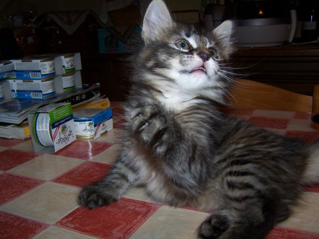 Gatti Norvegesi - cuccioli