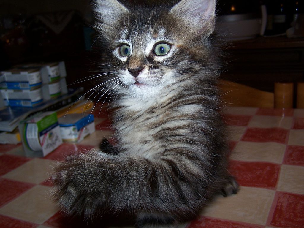 Gatti Norvegesi - cuccioli