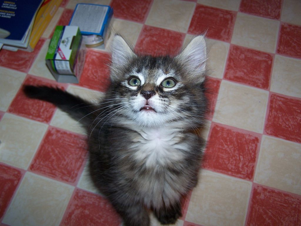 Gatti Norvegesi - cuccioli