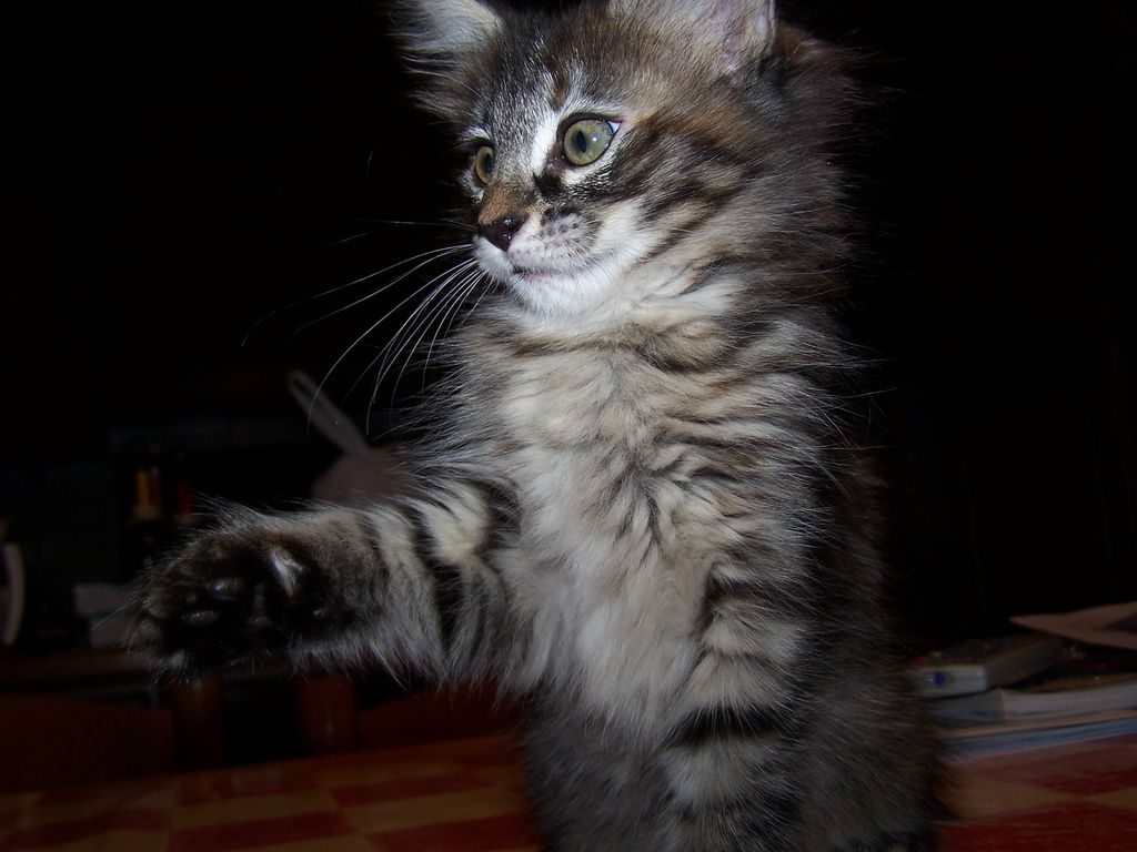 Gatti Norvegesi - cuccioli