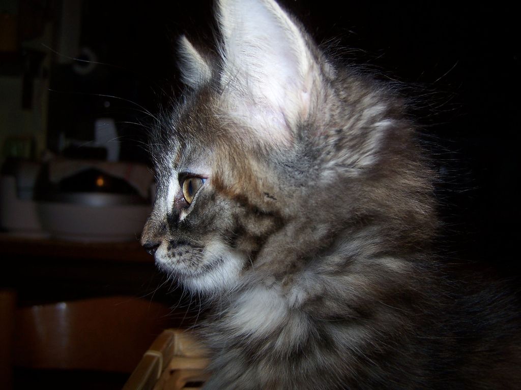 Gatti Norvegesi - cuccioli