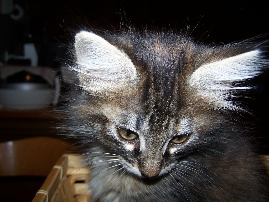 Gatti Norvegesi - cuccioli