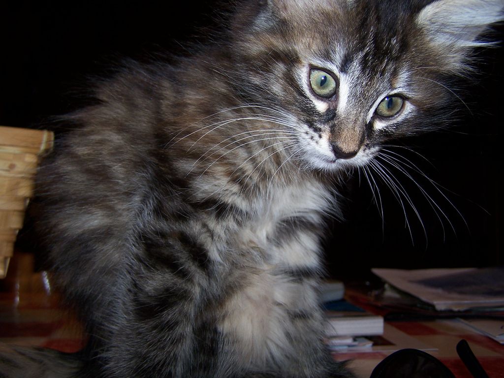 Gatti Norvegesi - cuccioli