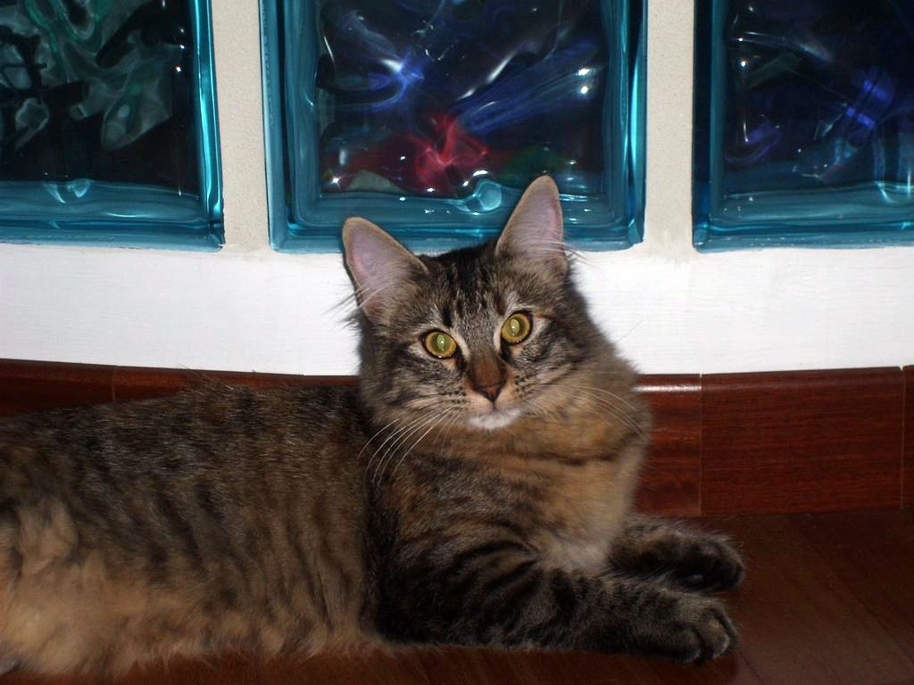 Gatti Norvegesi - cuccioli