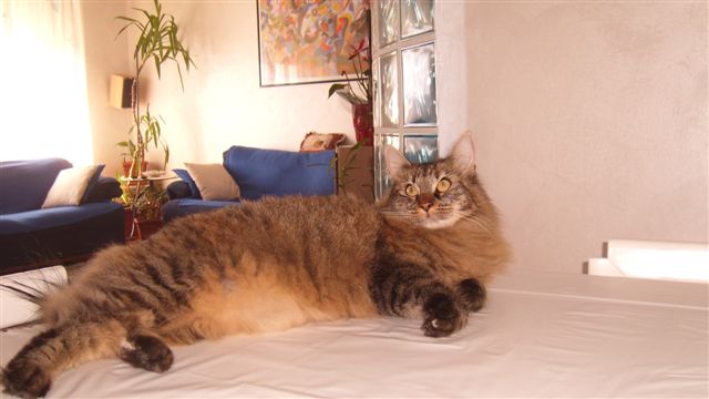 Gatti Norvegesi - cuccioli