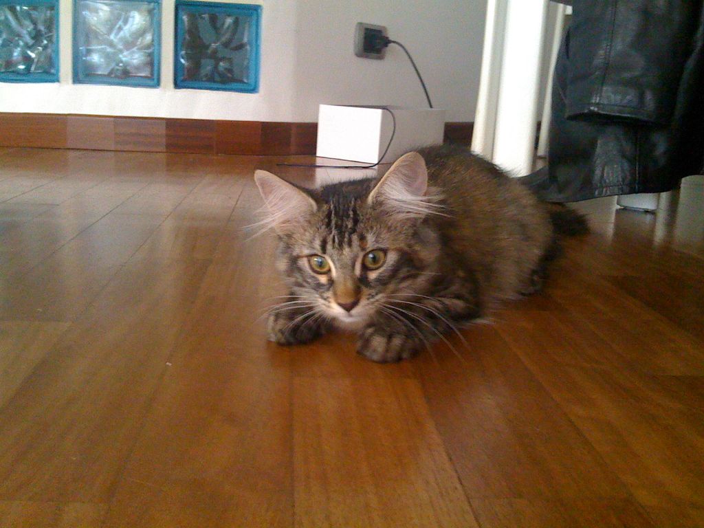 Gatti Norvegesi - cuccioli