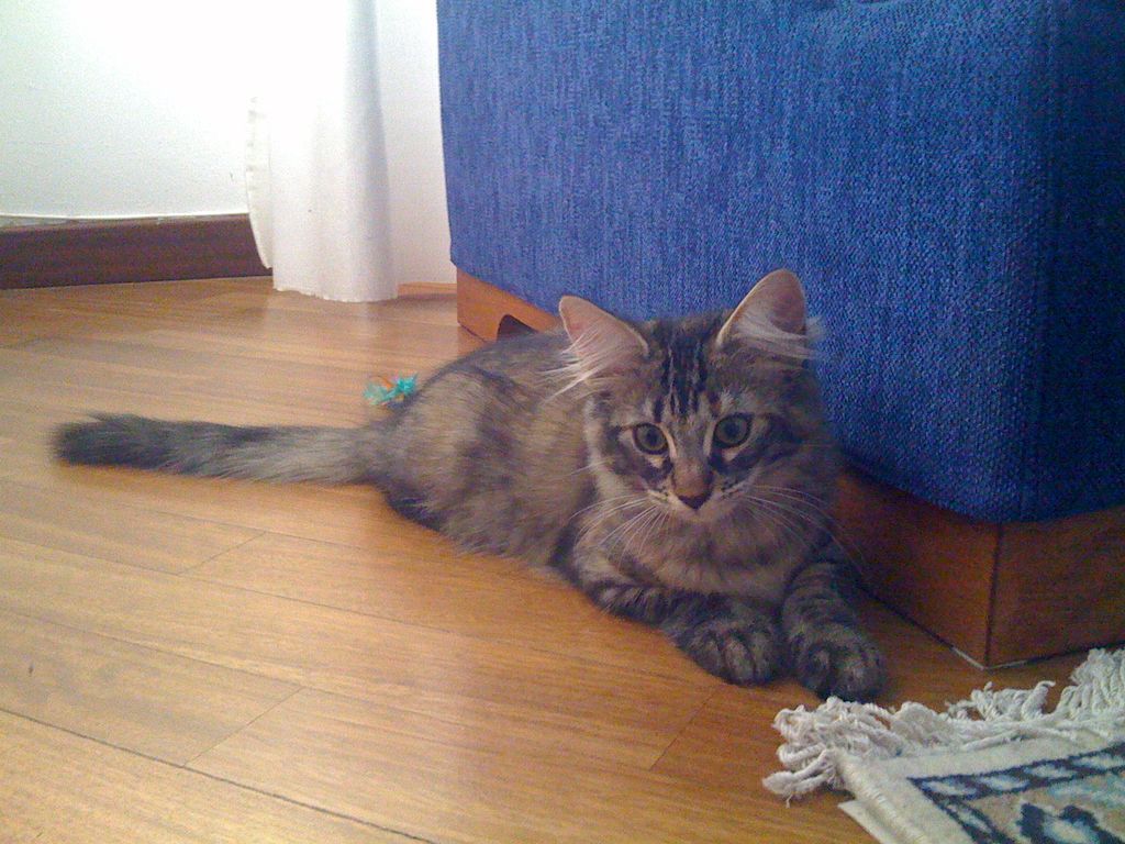Gatti Norvegesi - cuccioli