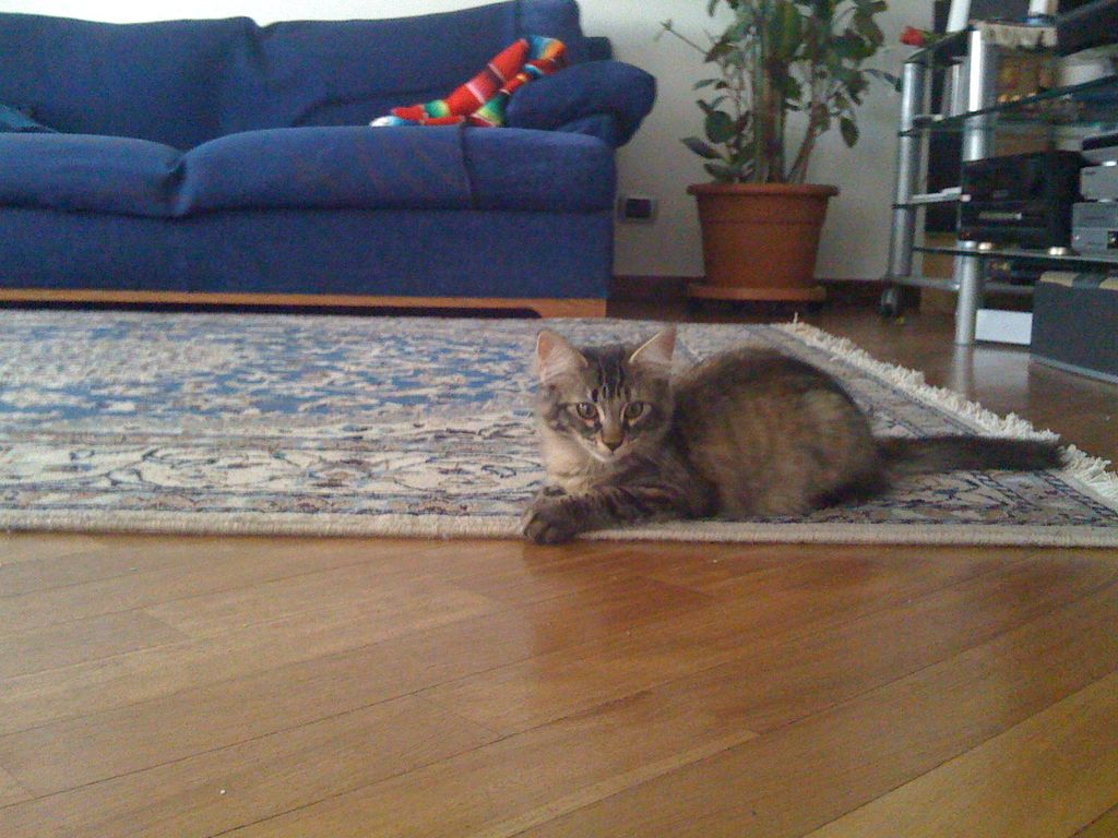 Gatti Norvegesi - cuccioli